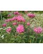 Bee Balm Mix