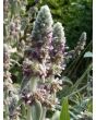 Lamb's Ear 