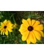 Black-Eyed Susan 'Indian Summer' 