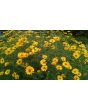 Ox-Eye Sunflower