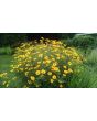 Ox-Eye Sunflower