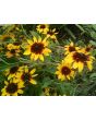 Black-Eyed Susan 'Autumn Colors' 