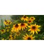 Black-Eyed Susan 'Autumn Colors' 