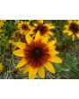 Black-Eyed Susan 'Autumn Colors' 