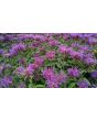 Bee Balm 'Marshall's Delight' 
