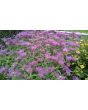 Bee Balm 'Marshall's Delight' 