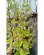 Virginia Skullcap AKA Mad-Dog Skullcap