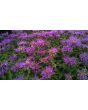 Bee Balm 'Marshall's Delight' 