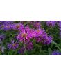 Bee Balm 'Marshall's Delight' 
