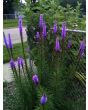 Purple Blazing Star AKA Liatris 
