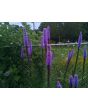 Purple Blazing Star AKA Liatris 
