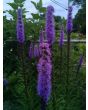 Purple Blazing Star AKA Liatris 