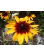 Black-Eyed Susan 'Autumn Colors' 