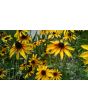 Black-Eyed Susan 'Autumn Colors' 