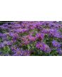 Bee Balm 'Marshall's Delight' 