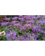 Bee Balm 'Marshall's Delight' 