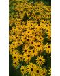 Black-Eyed Susan