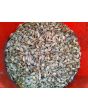 White Campion Seeds (Certified Organic)