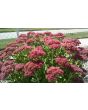 Showy Stonecrop, Pink Shades Mix Seeds (Certified Organic)