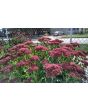 Showy Stonecrop, Pink Shades Mix Seeds (Certified Organic)