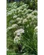 Garlic Chives