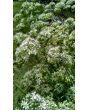 Garlic Chives