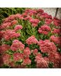 Showy Stonecrop, Pink Shades Mix Seeds (Certified Organic)