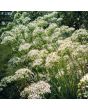 Garlic Chives