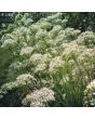 Herb 'Garlic Chives' Plant