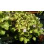 Ivy-Leaved Toadflax Seeds (Certified Organic)