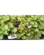 Ivy-Leaved Toadflax Seeds (Certified Organic)