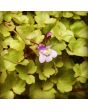 Ivy-Leaved Toadflax Seeds (Certified Organic)