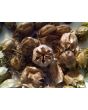 Love-in-a-Mist 'Miss Jekyll Blue' Seeds (Certified Organic)