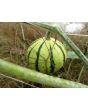 The Ultimate Gourd Seed Mix