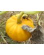 Pumpkin 'Jack Be Little'