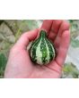 The Ultimate Gourd Seed Mix