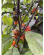 Hot Pepper 'Purple Reaper' Seeds (Certified Organic)