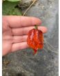 Hot Pepper 'Purple Reaper' Seeds (Certified Organic)
