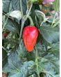 Hot Pepper 'Mattapeno' Seeds (Certified Organic)