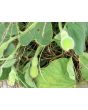 Mao Qua AKA Fuzzy Gourd 