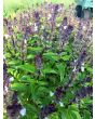 Basil 'Christmas'