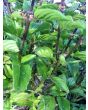 Basil 'Christmas'