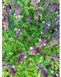 Basil 'Christmas'