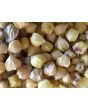 Ground Cherry