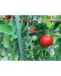 Tomato 'Remy Rouge' Seeds (Certified Organic)