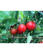 Tomato 'Remy Rouge' Seeds (Certified Organic)