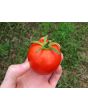 Tomato 'Manitoba'