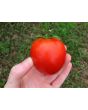 Tomato 'Manitoba'