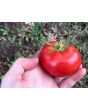 Tomato 'Kewalo'