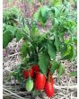 Tomato 'Hardin's Miniature' 